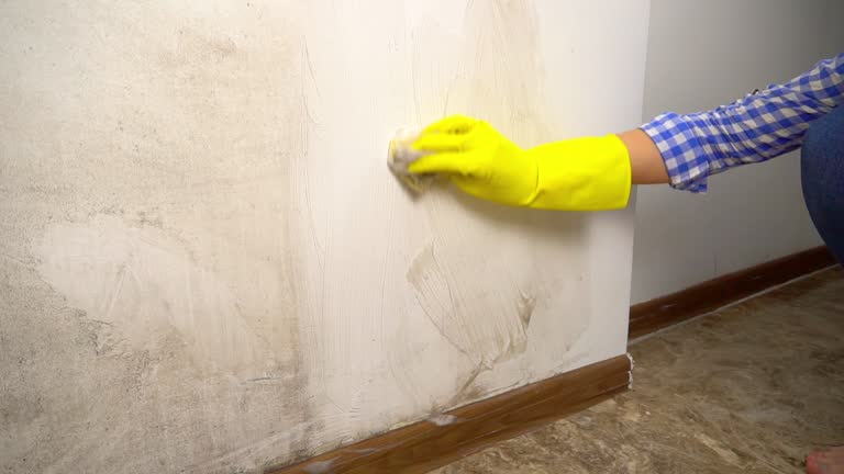 Best Environmental Consulting for Mold Prevention  in USA